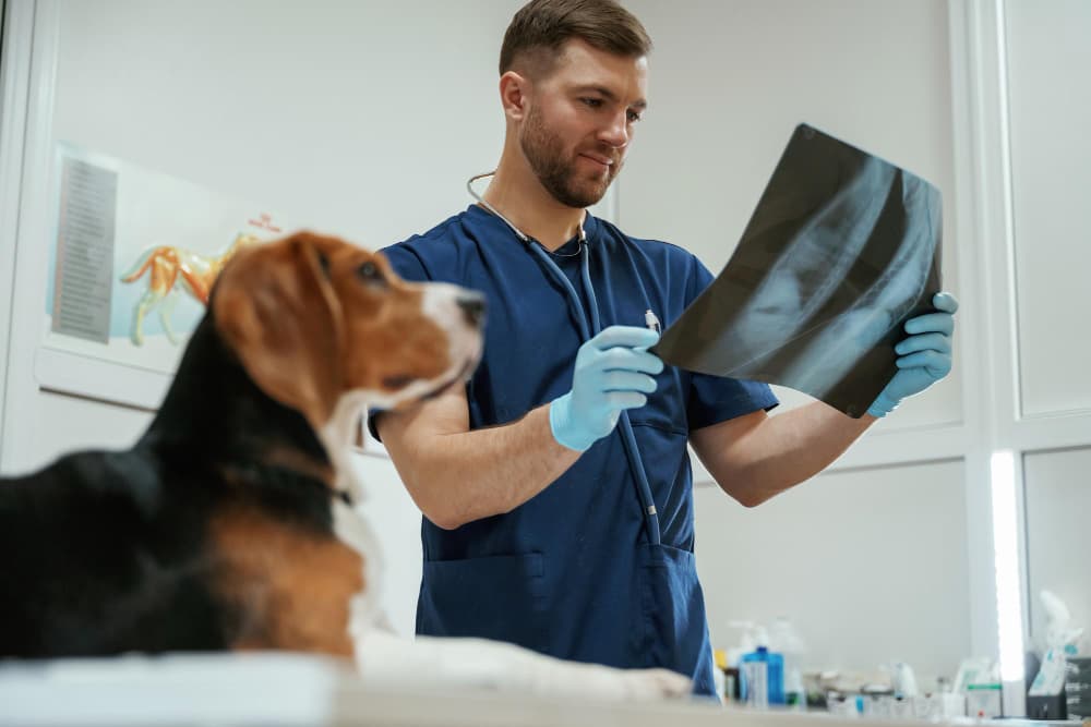 Ecógrafos veterinarios: diagnósticos precisos y sin molestias para el animal