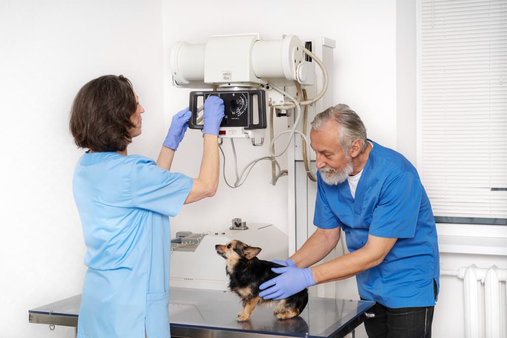 ¿Por qué cada vez más veterinarios apuestan por equipos de rayos X digitales?