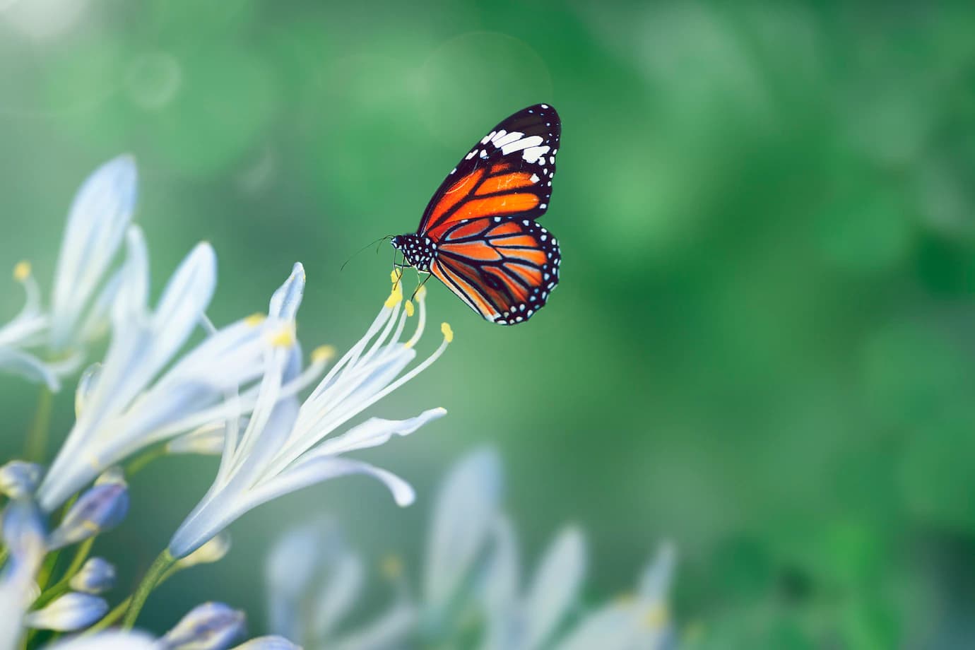 De oruga a mariposa: el viaje de los emprendedores veterinarios junto a Arguser