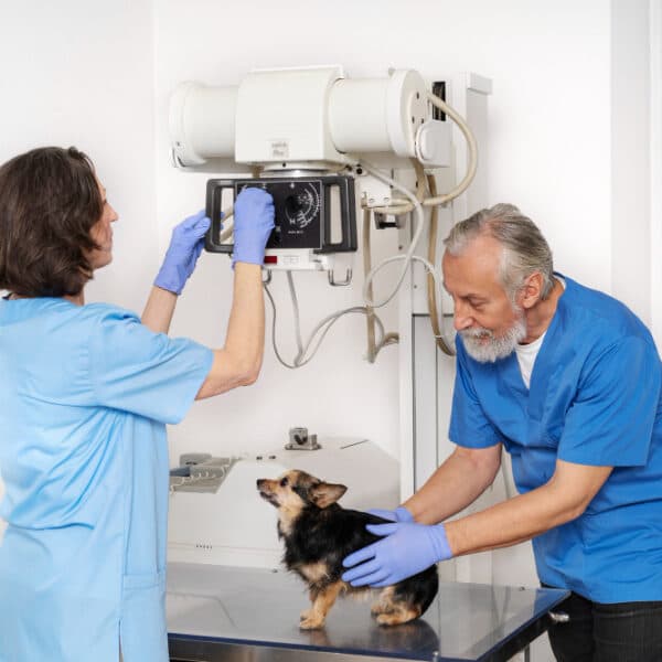 Profesional veterinario formandose con equipos ARGUSER