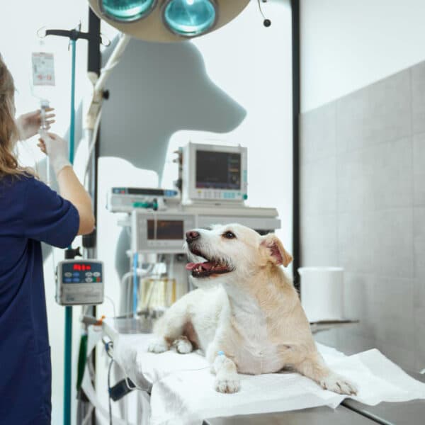 Equipo ARGUSER trabajando con tecnología veterinaria