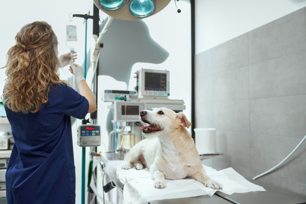 Cómo elegir el equipo de rayos X ideal para tu clínica veterinaria
